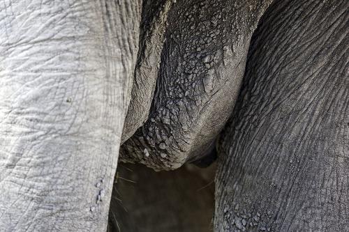 Elephants Have Fabulous Tits.