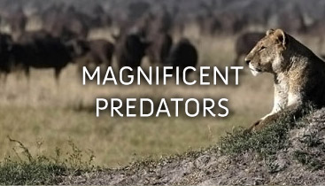 Lions: Africa’s Magnificent Predators